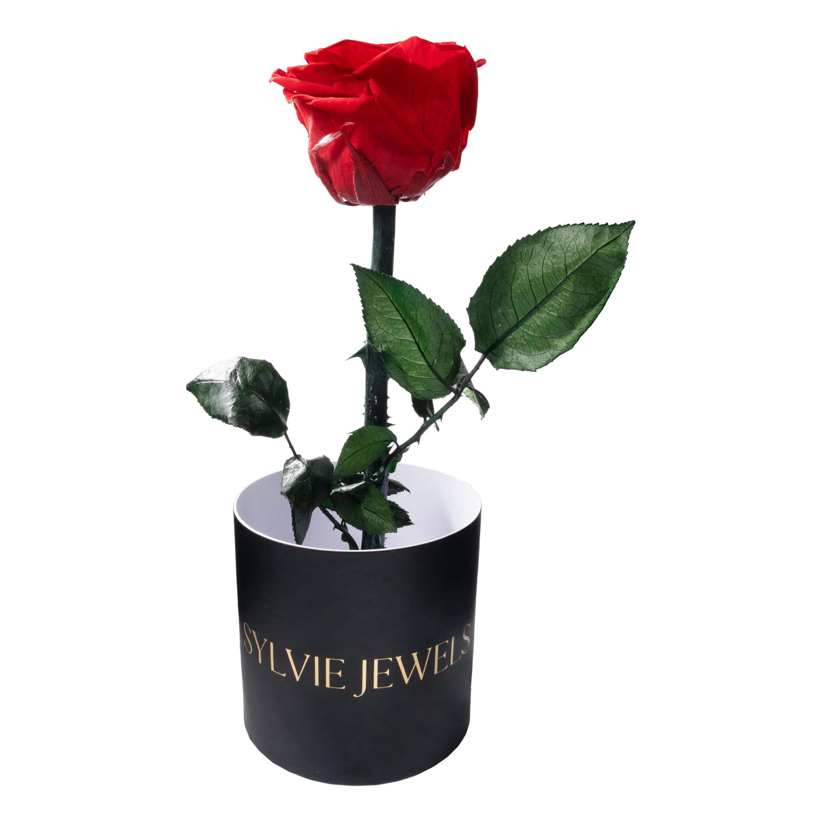 Rose Éternelle Classique